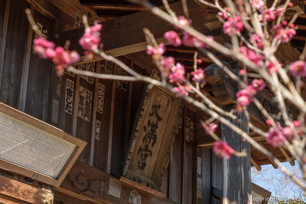 青梅市・梅郷の菅原神社と梅