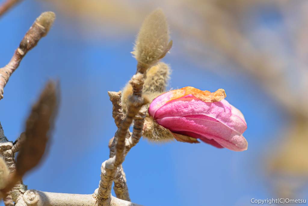 青梅市・梅郷の天澤院のシデコブシの芽と花