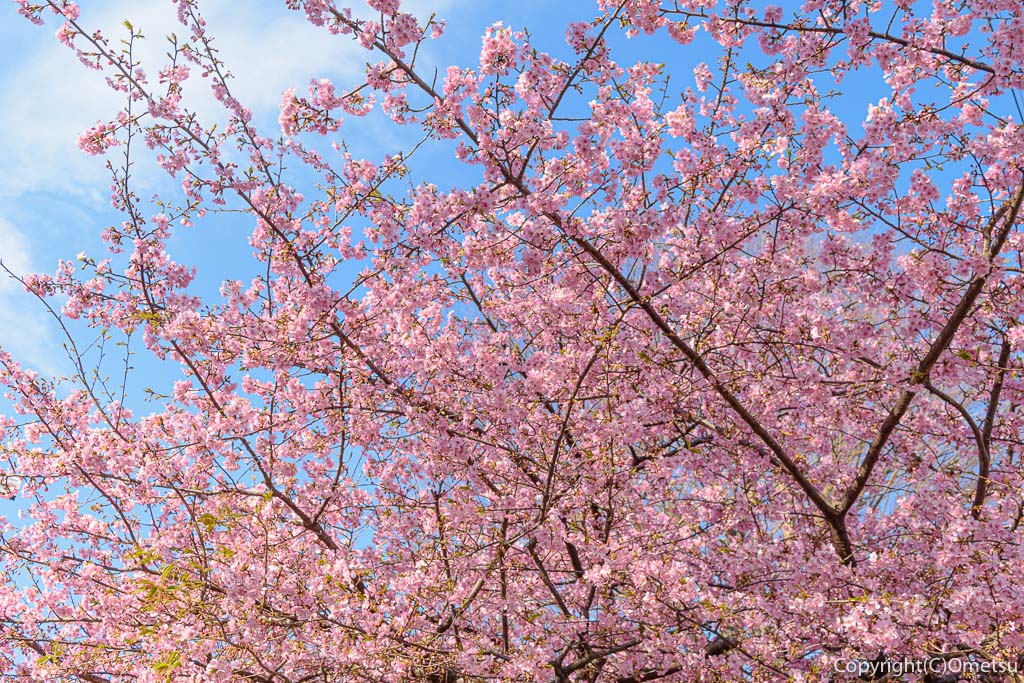 羽村市・けやき児童公園の河津桜