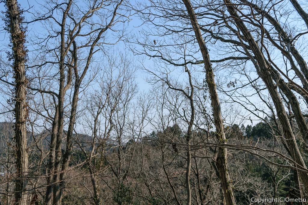 あきる野市・小峰公園の、雑木林