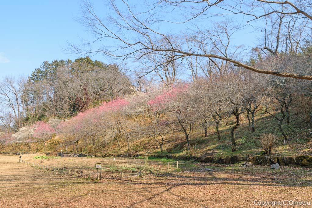 あきる野市・小峰公園の、梅