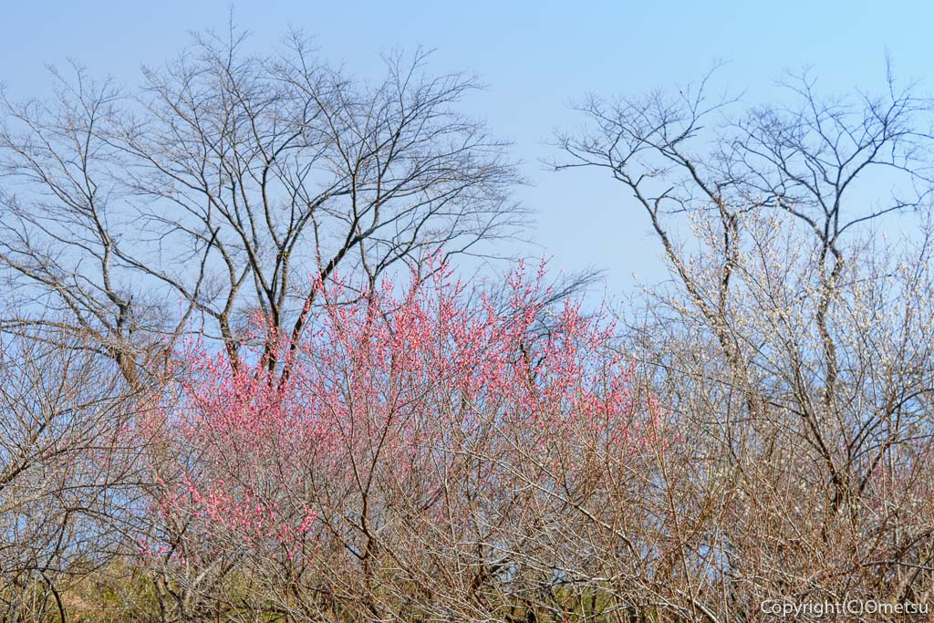 あきる野市・小峰公園の、紅梅