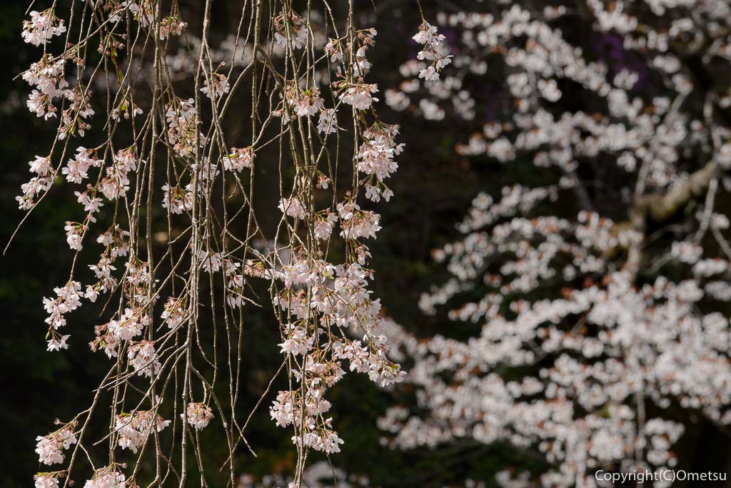 青梅市・海禅寺のしだれ桜
