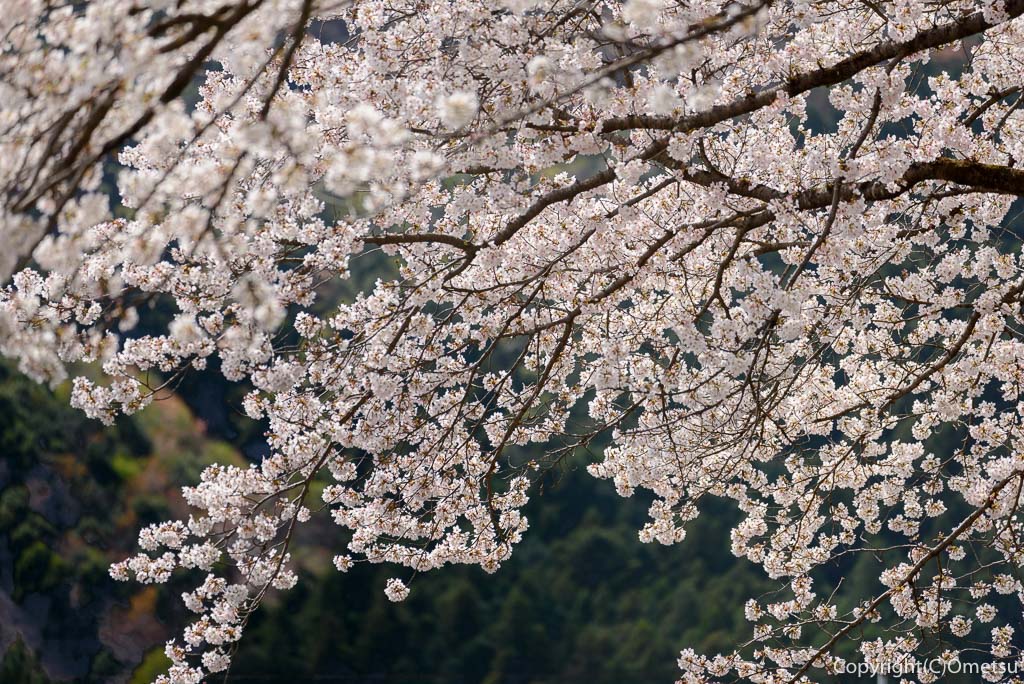 青梅市・海禅寺の染井吉野の桜