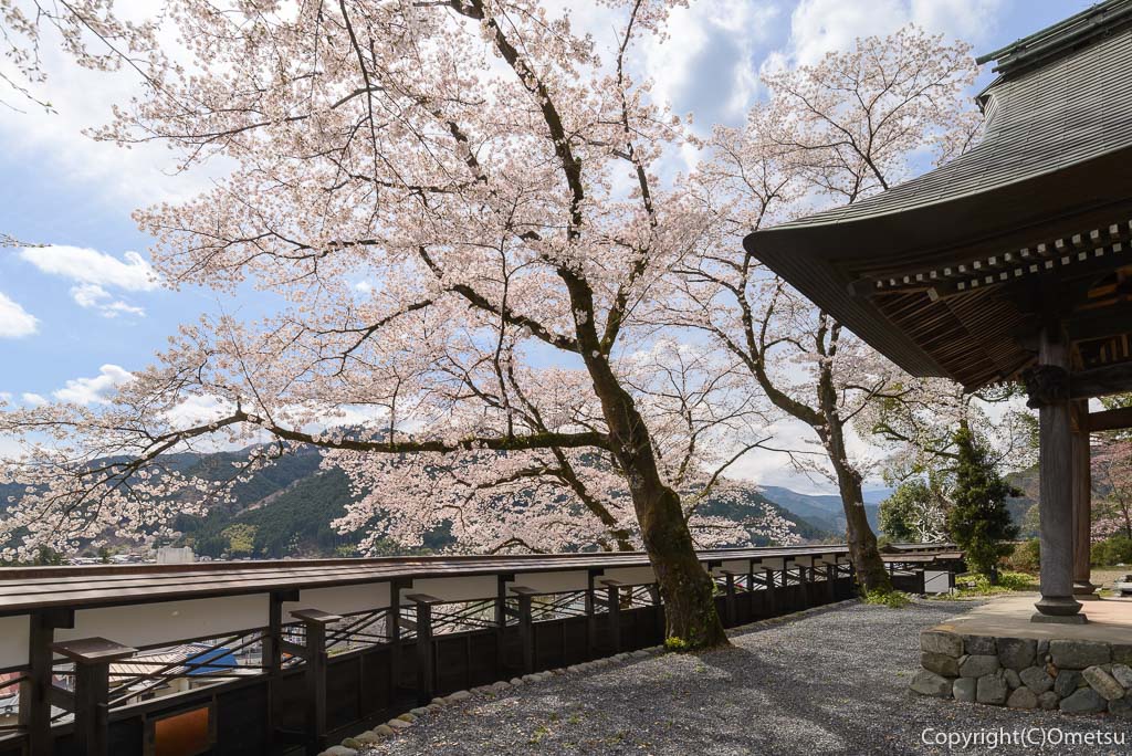青梅市・海禅寺の染井吉野の桜