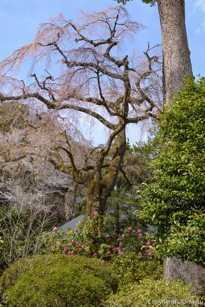 青梅市・海禅寺のしだれ桜