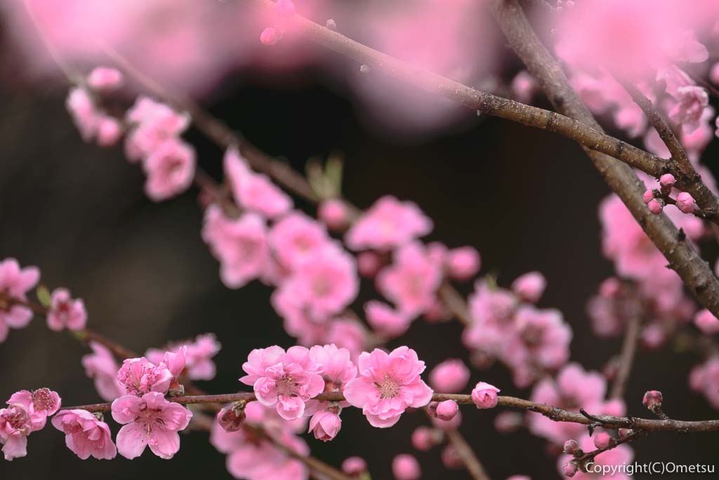 青梅市・成木の安楽寺の桃
