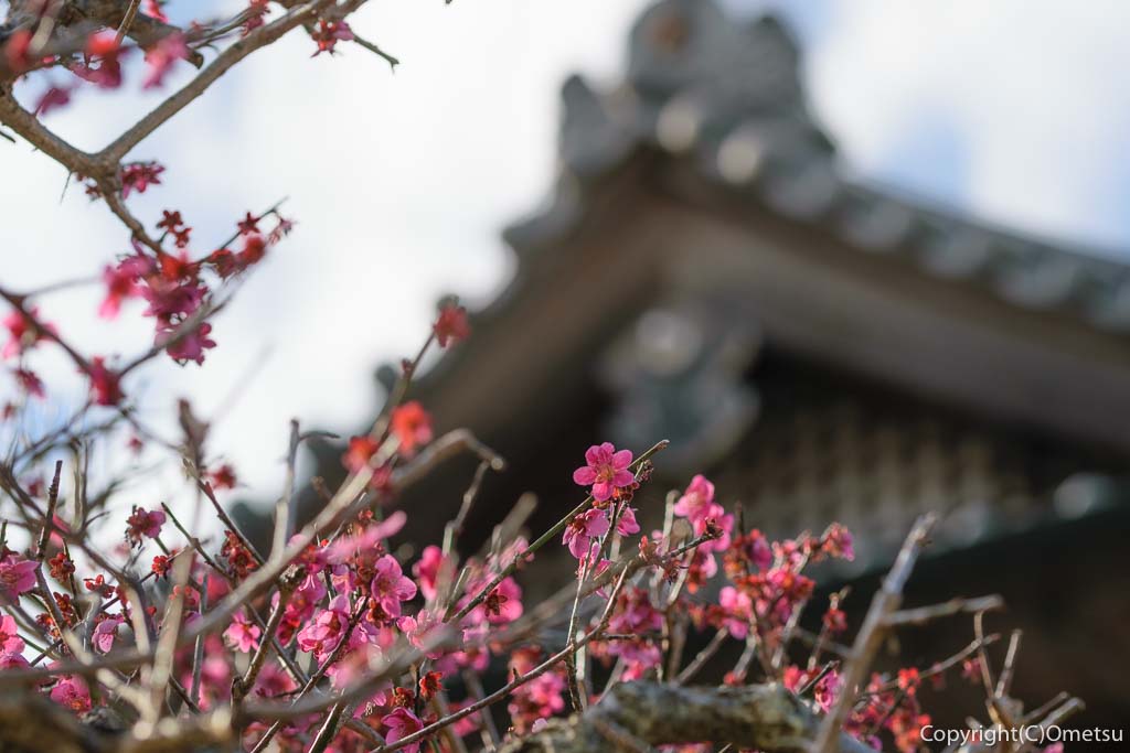 青梅市・成木の安楽寺の紅梅