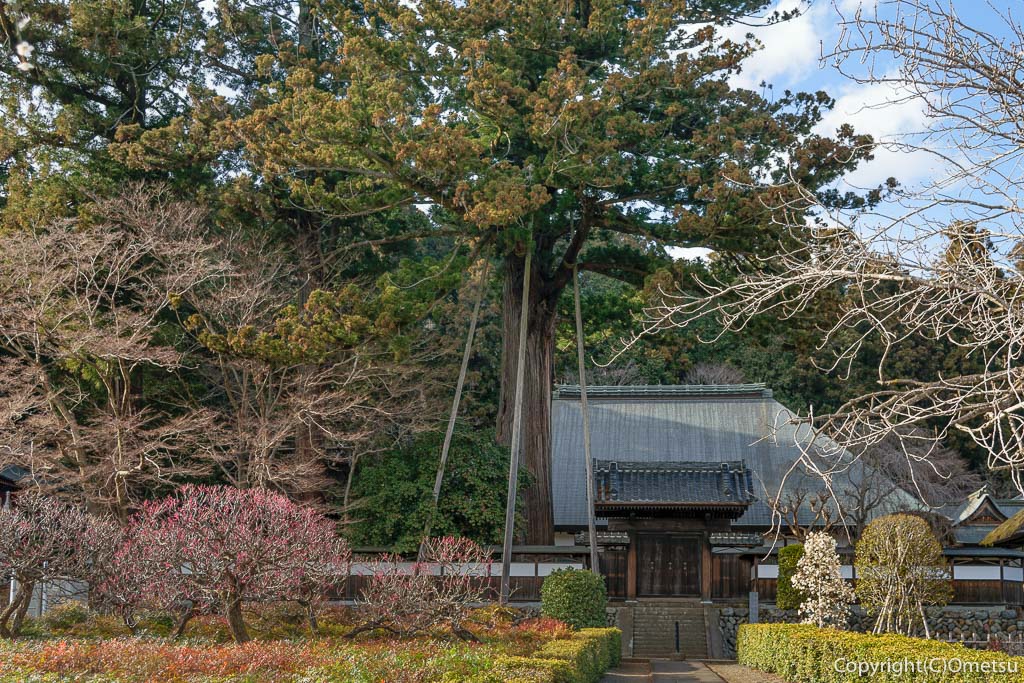青梅市・成木の安楽寺の大杉