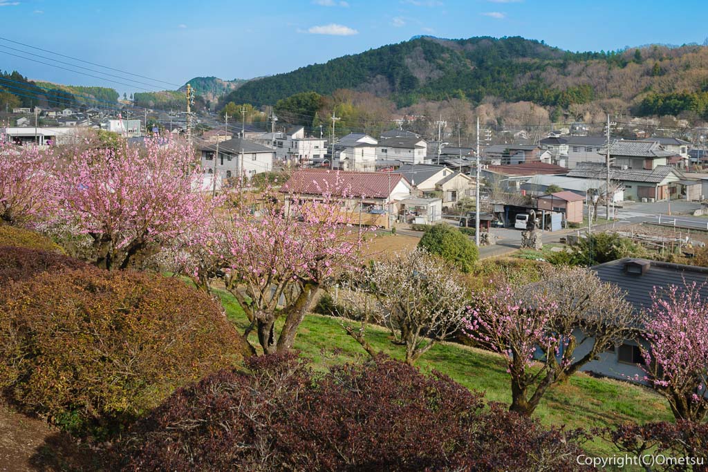 青梅・成木の春
