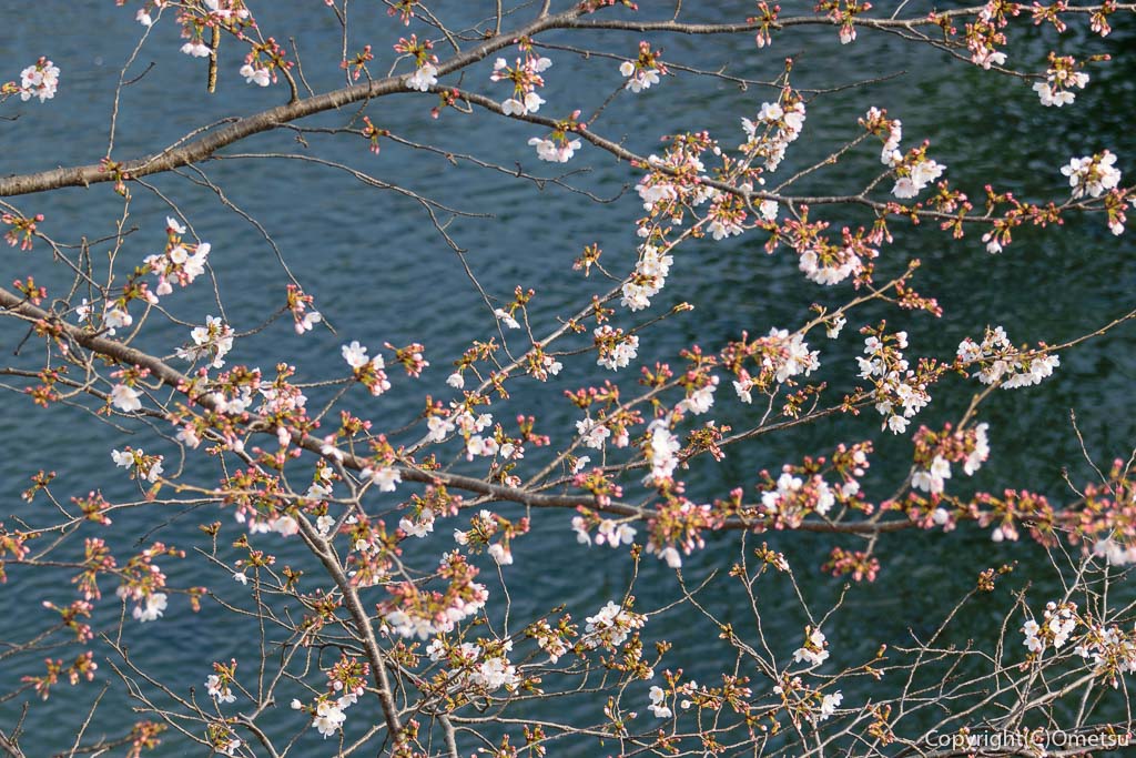 羽村市、玉川上水と桜