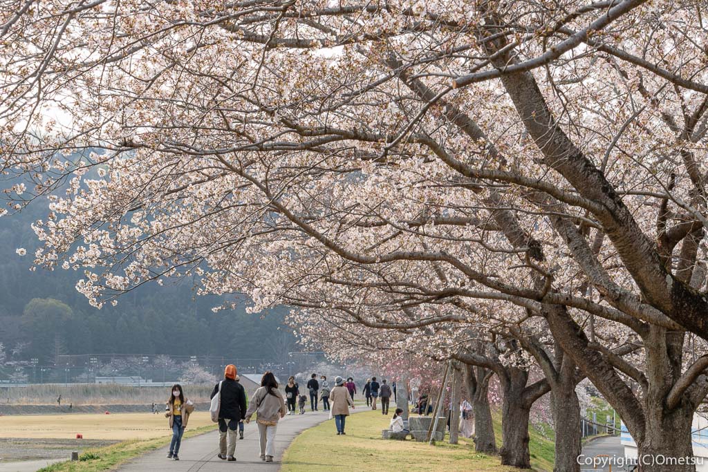 羽村の桜
