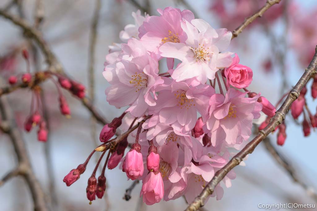 羽村市の桜