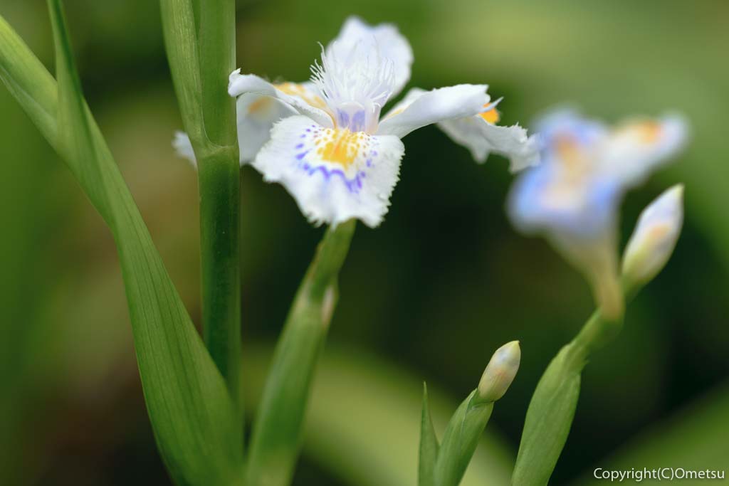 羽村市のシャガの花