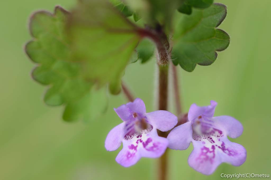 羽村市のカキドオシの花