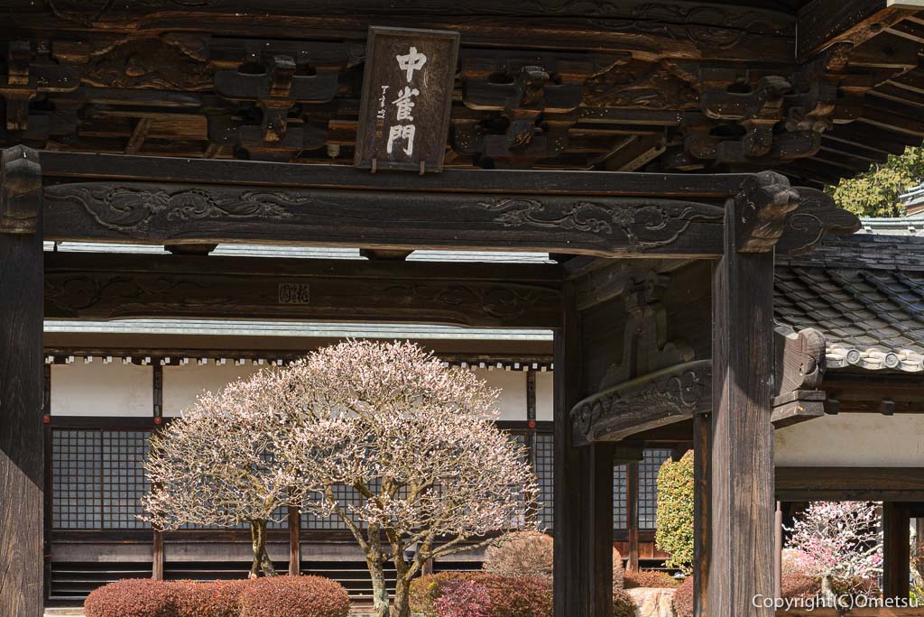 青梅市、天寧寺の中雀門と、梅の花