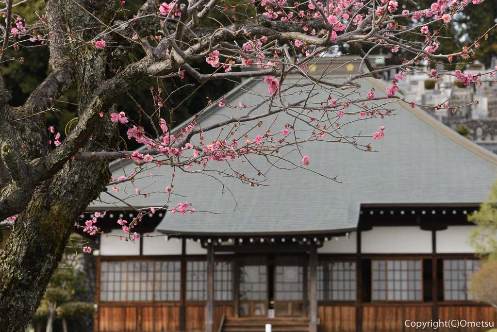 青梅市・光明寺
