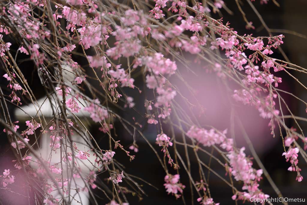 青梅・天ヶ瀬の金剛寺の、しだれ桜