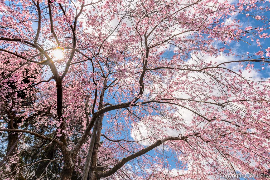 青梅・天ヶ瀬の金剛寺の、しだれ桜