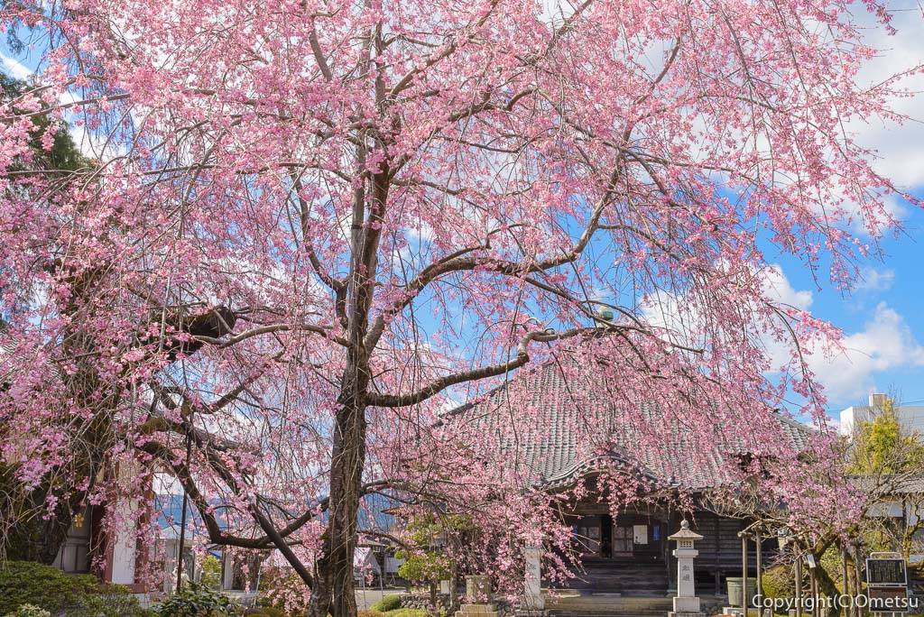青梅・天ヶ瀬の金剛寺・しだれ桜と本堂