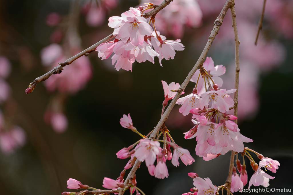 青梅・天ヶ瀬の金剛寺の、しだれ桜