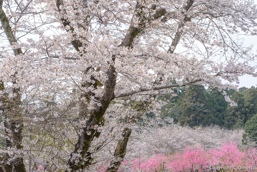 青梅市・安楽寺近くの、桜と桃