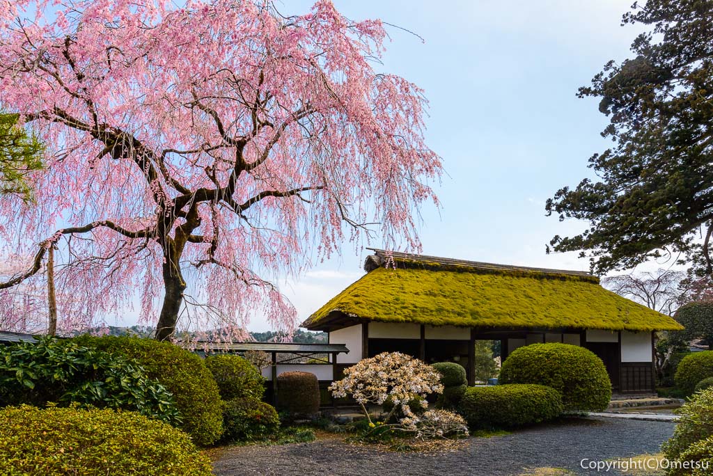 青梅市・安楽寺の、しだれ桜と長屋門