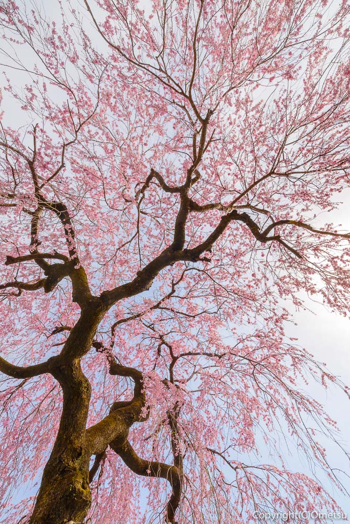 青梅市・安楽寺の、しだれ桜