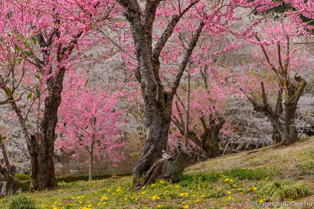 青梅市・安楽寺の、桜と桃とタンポポ