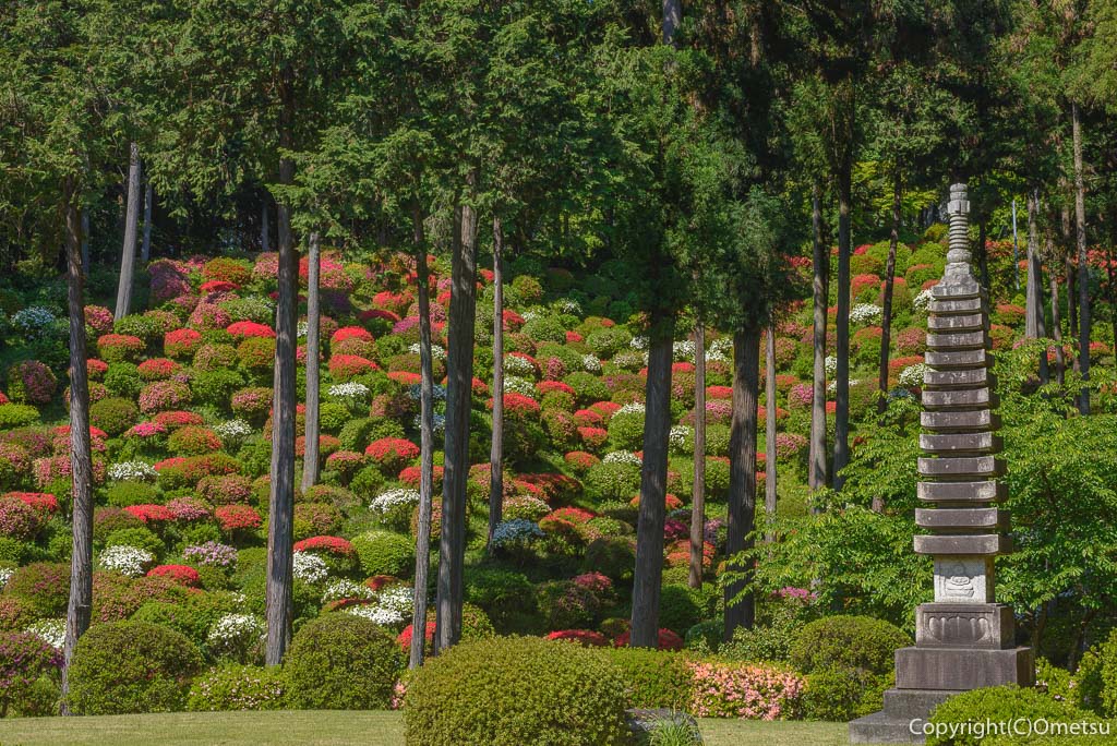 青梅市・薬王寺のツツジの庭