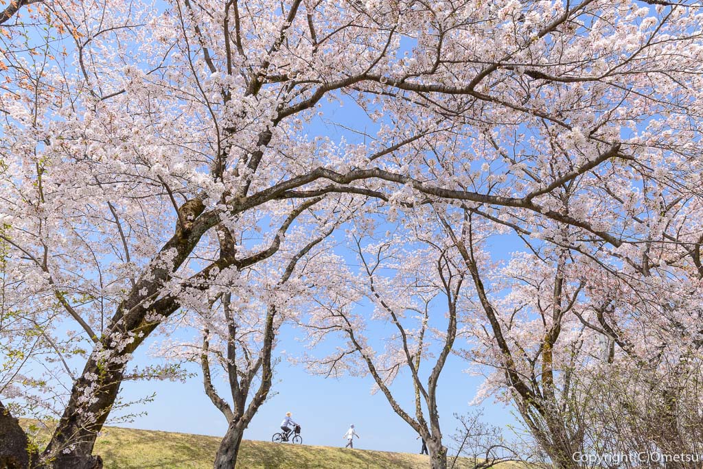 福生市・明神下公園から、多摩川堤防を望む