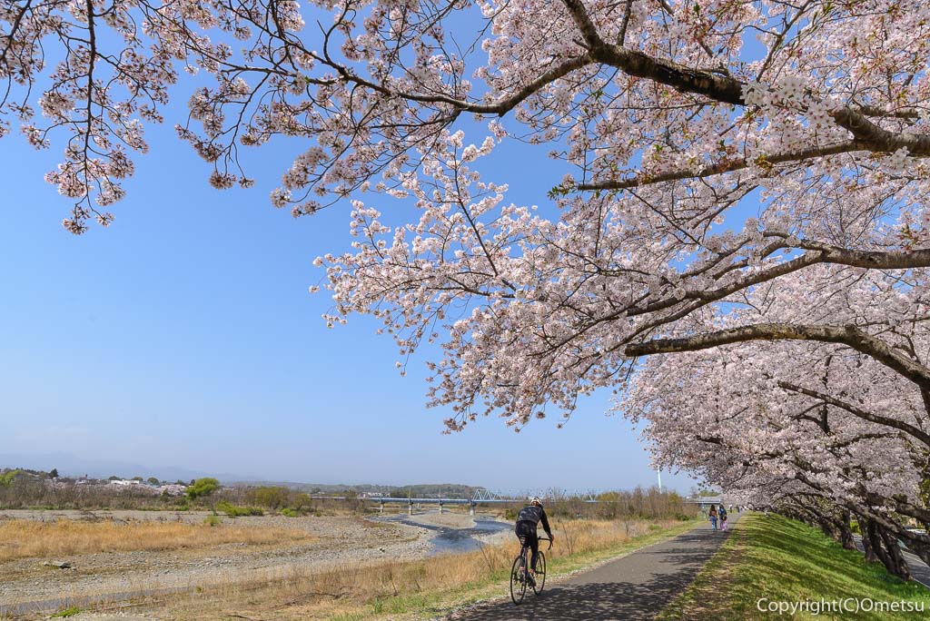福生市・多摩川堤防の、桜並木とロードバイク