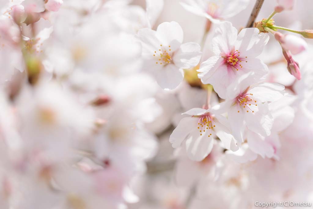 福生市・多摩川堤防の桜