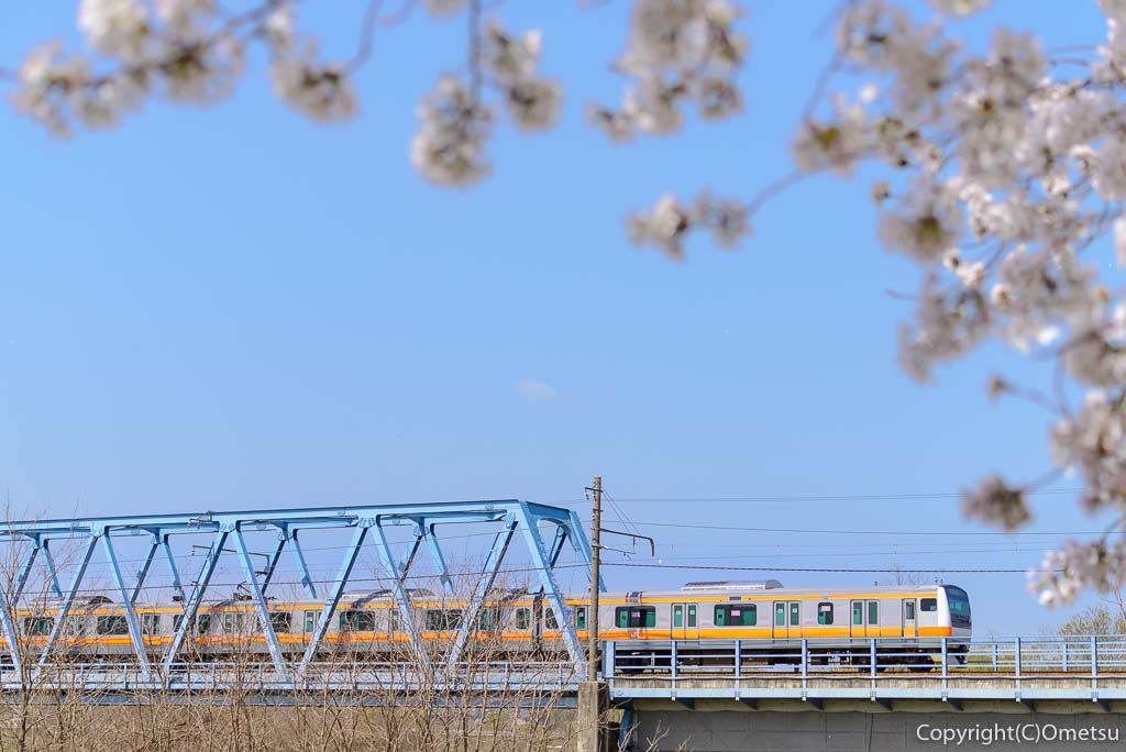 多摩川堤防の桜と、JR五日市線の鉄橋