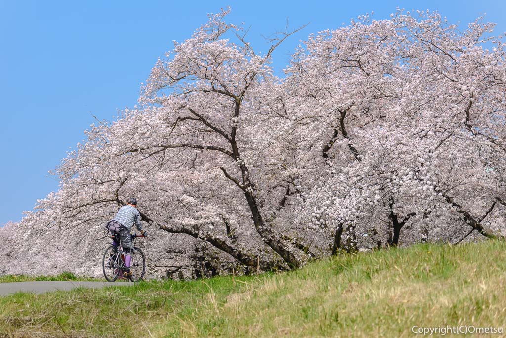福生市・多摩川堤防の桜
