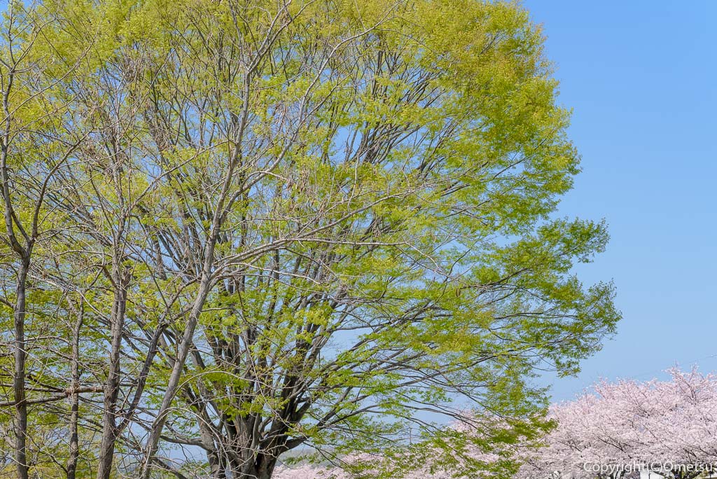 福生市の多摩川中央公園の新緑と桜並木