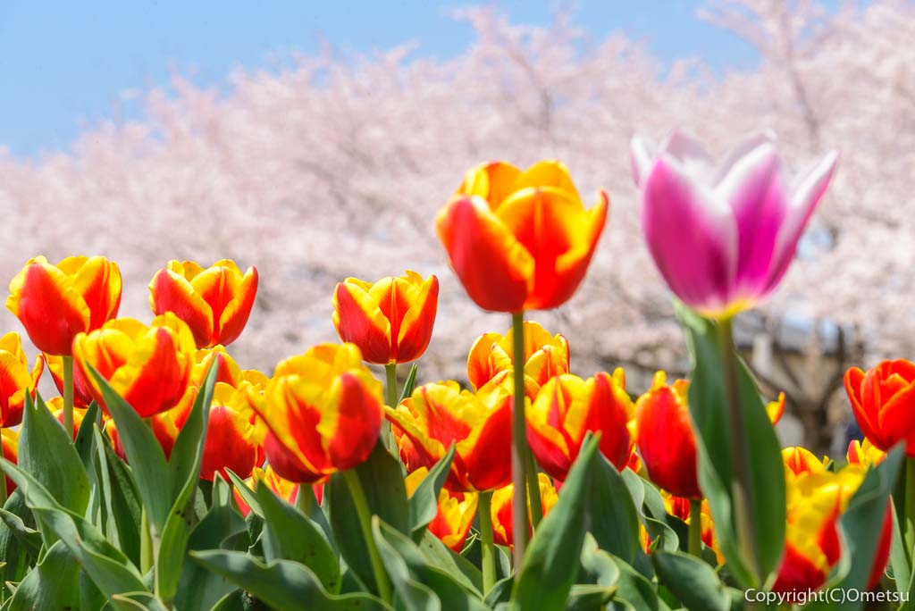 福生市の多摩川中央公園のチューリップと桜