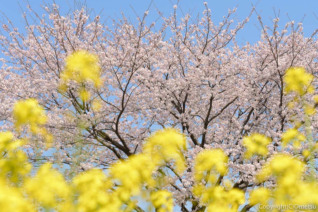 福生市の多摩川中央公園の、菜の花と、桜