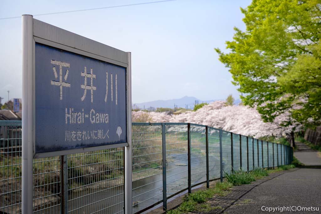 あきる野市・平井川の遊歩道