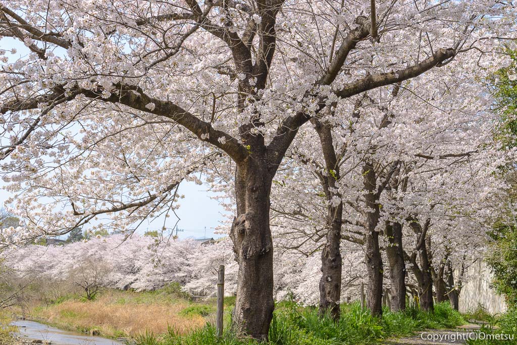 あきる野市・平井川の桜並木