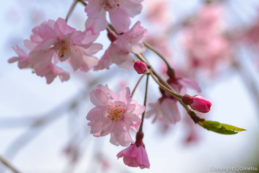 あきる野市、平井川沿いの、しだれ桜