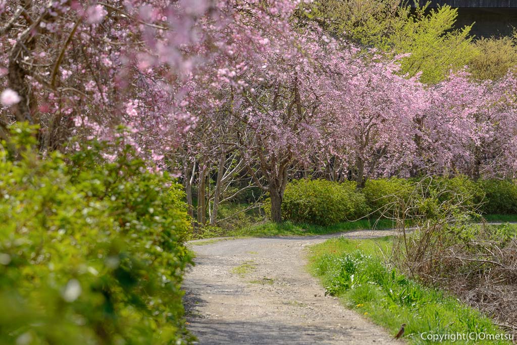 あきる野市、平井川沿いの、しだれ桜並木