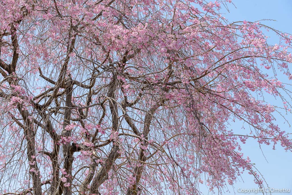 あきる野市、平井川沿いの、しだれ桜