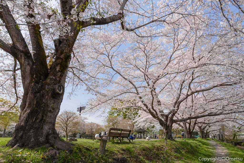 あきる野市・草花公園の桜並木