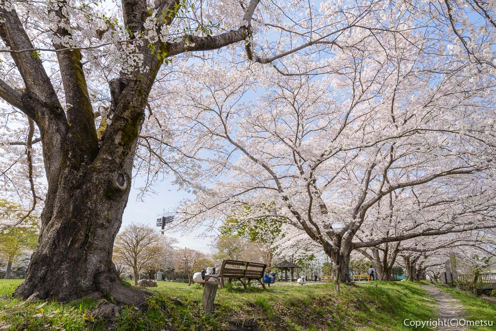 あきる野市・草花公園の桜並木