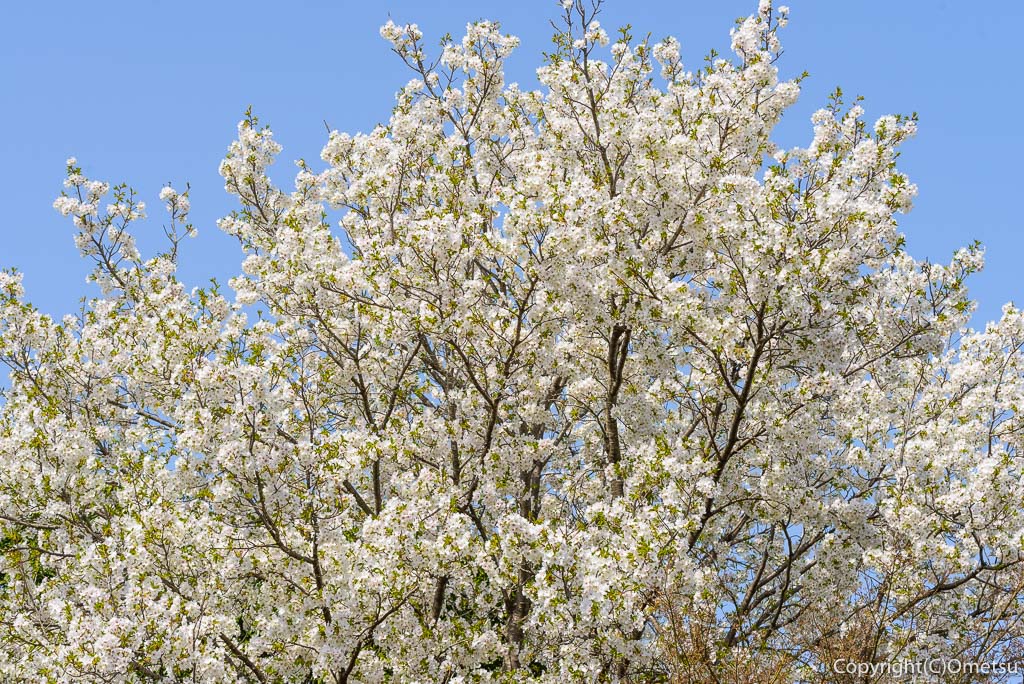あきる野市・草花公園のオオシマザクラ