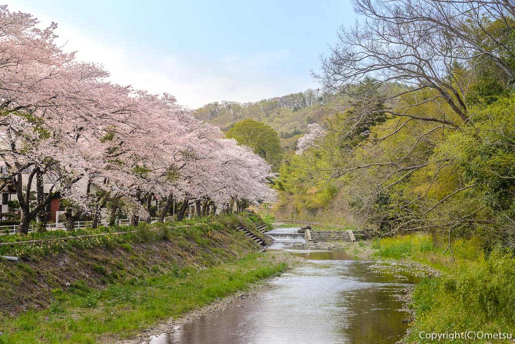 日の出町・平井川付近の桜並木