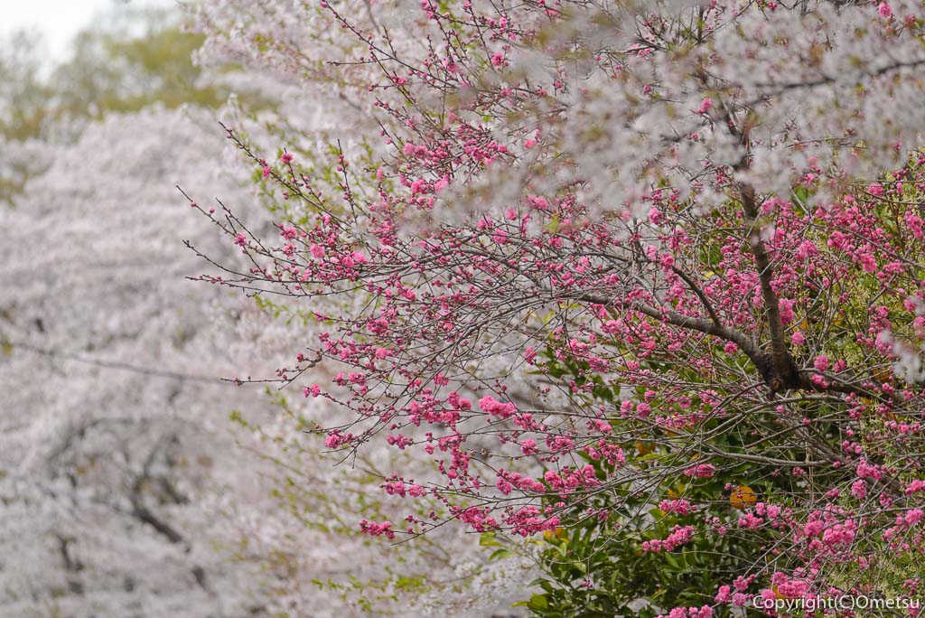 日の出町・平井川近くの桃と桜