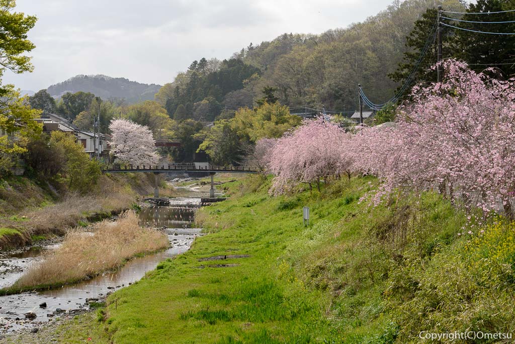 日の出町・千石橋からの、しだれ桜