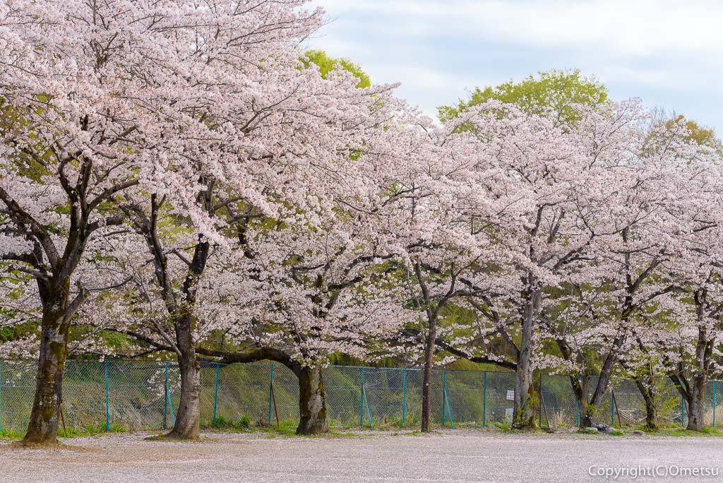 日の出町・塩田堤の桜